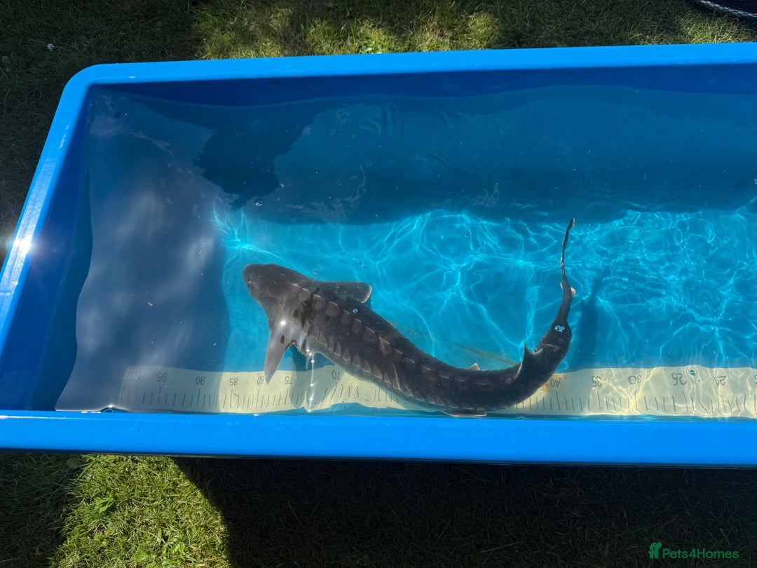 Koi Carp fish for sale: Various koi carp for sale  - Image 32