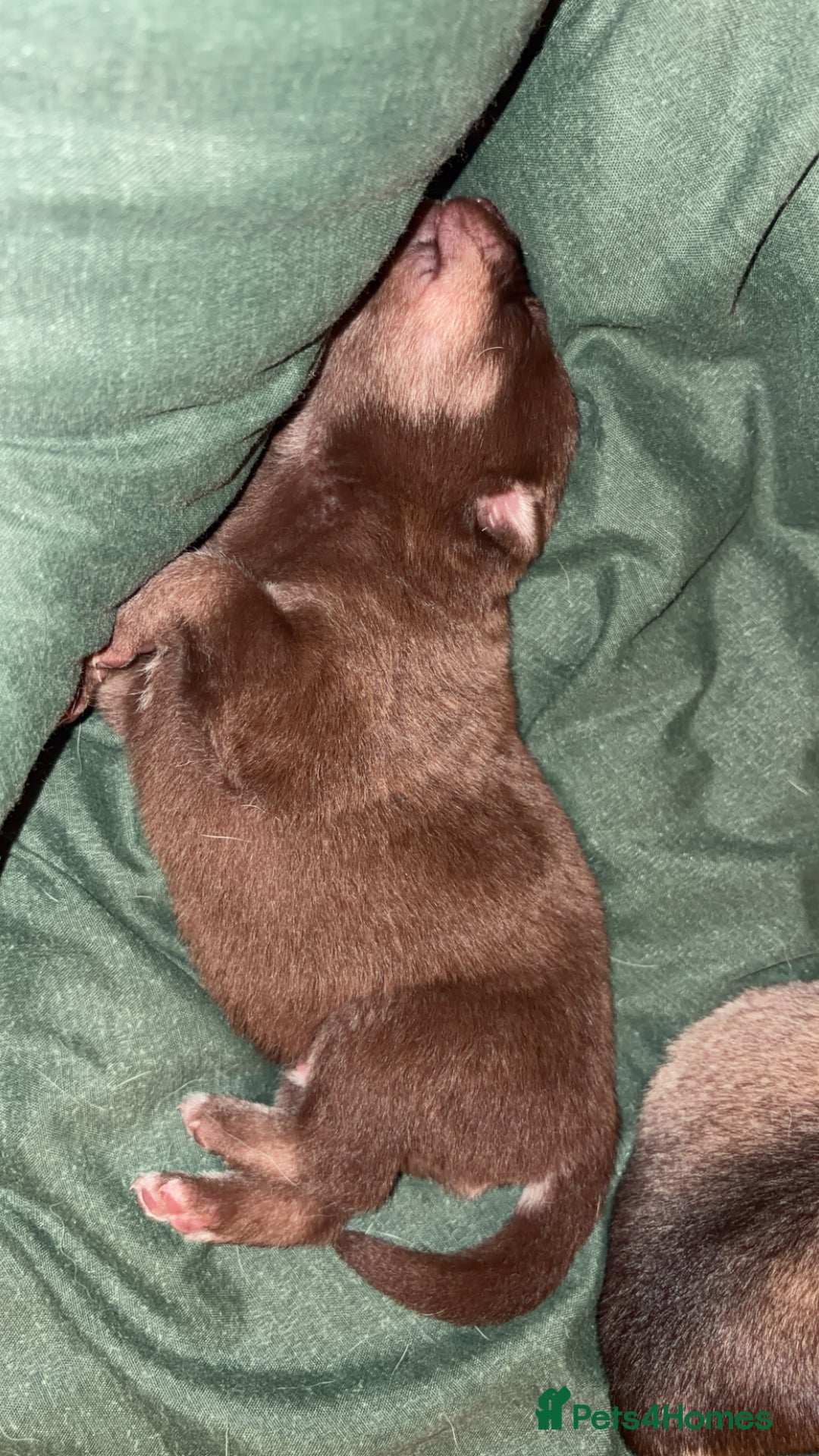 Shepsky dogs for sale: Northern innuit puppies - Advert 14