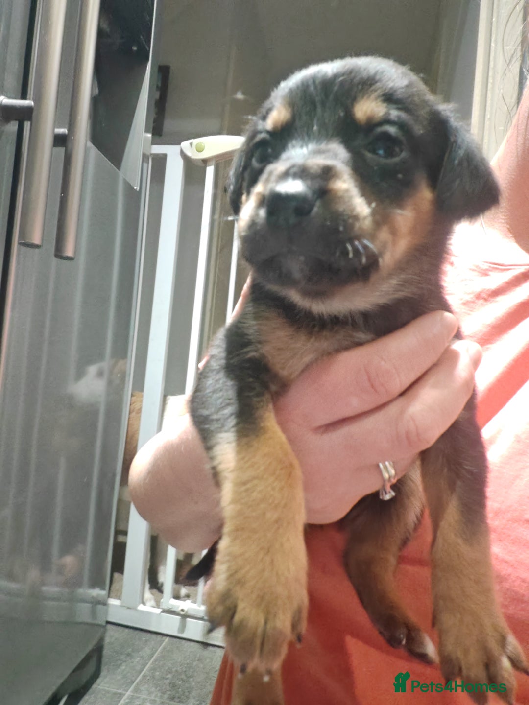 Mixed Breed dogs for sale: Rottweiler x lurcher - Advert 5