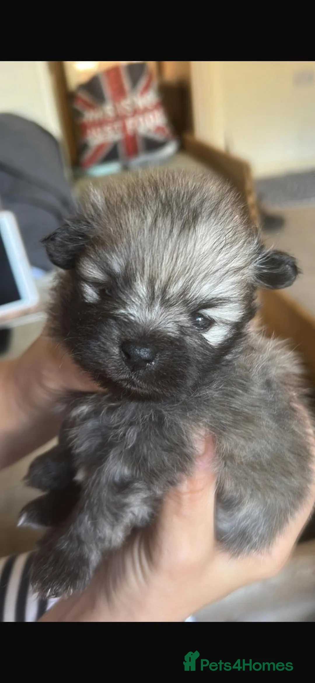 Pomeranian dogs for stud: Tiny Pomeranian (STUD USE ONLY) - Advert 14