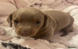 Miniature Dachshund dogs for sale: kc miniature dachshunds  - Image 4