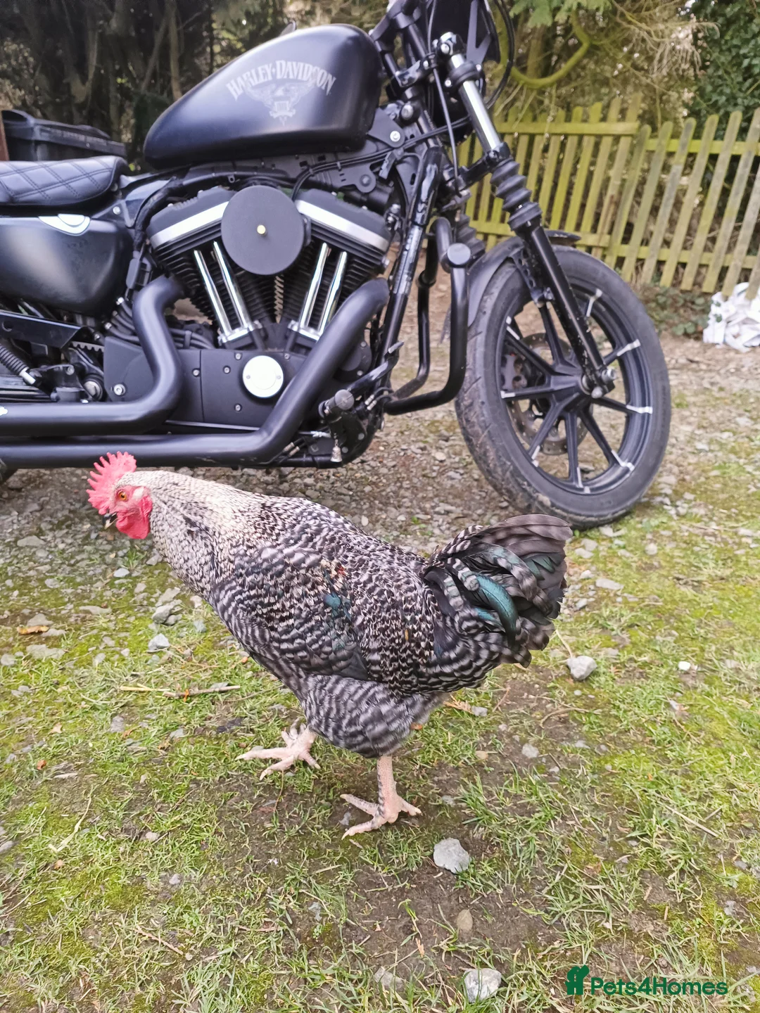 Chickens poultry for sale: Cockerels in Shrewsbury - Advert 5