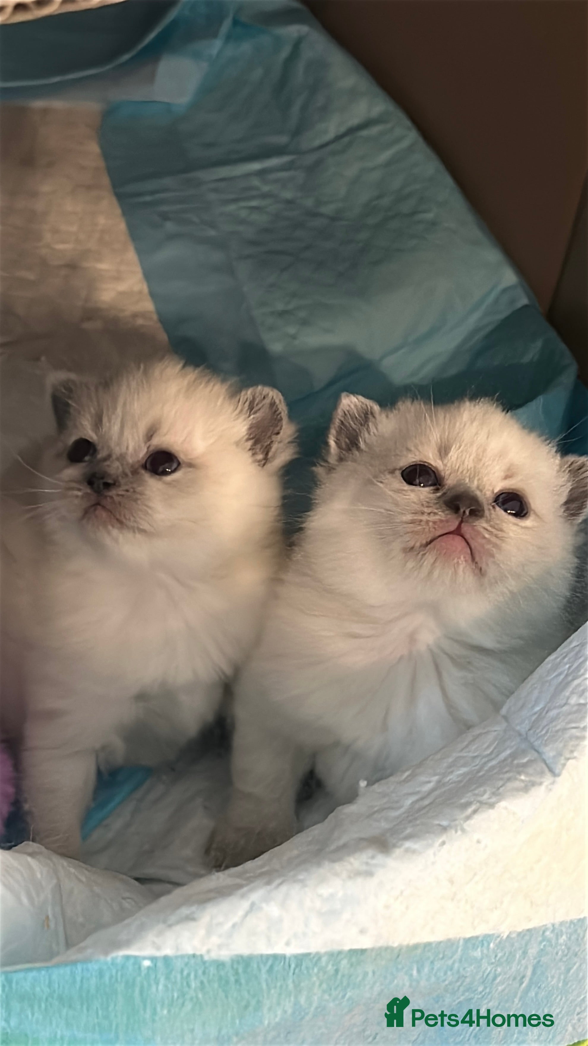 Mixed Breed cats Beautiful Ragdoll x BSH Kittens – 4 Available - Advert 13