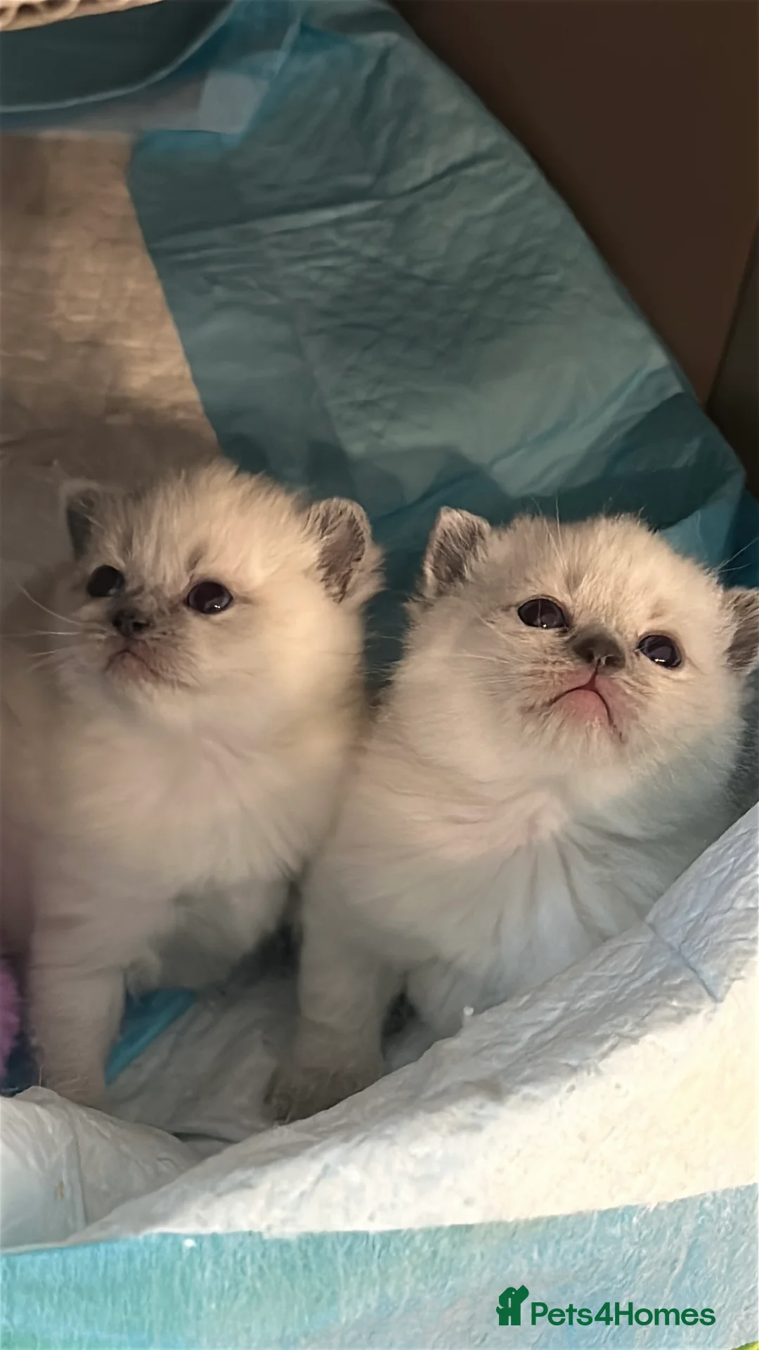 Mixed Breed cats for sale: No longer Available! Ragdoll x BSH Kittens - Advert 1