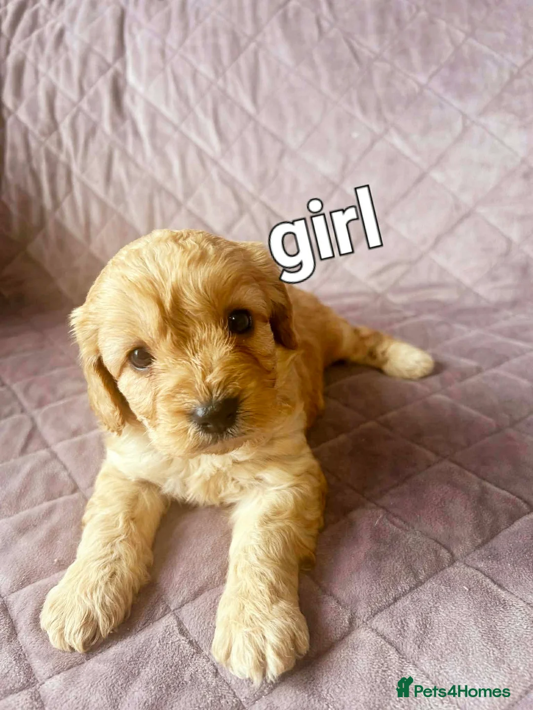 Cavapoo dogs for sale: TOY CAVAPOO PUPPIES mini - Advert 4