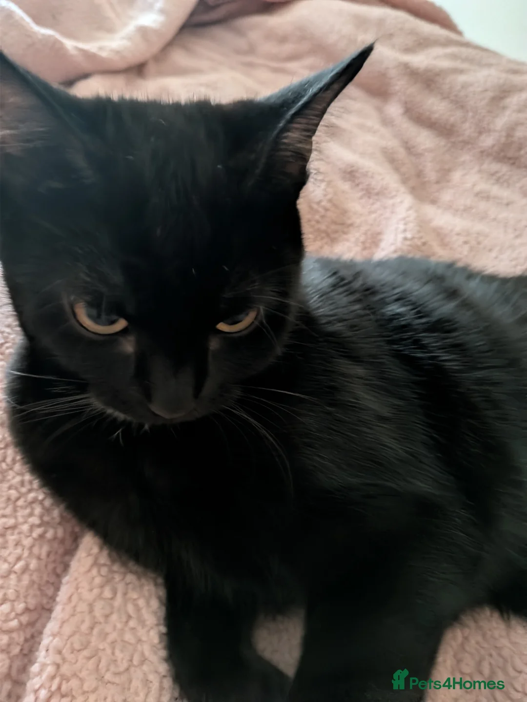 Domestic Shorthair cats for sale: Beautiful calm black shorthair - Advert 2