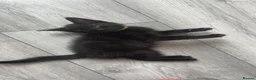 Domestic Shorthair cats for sale: Black female kitten remaining  - Advert 2