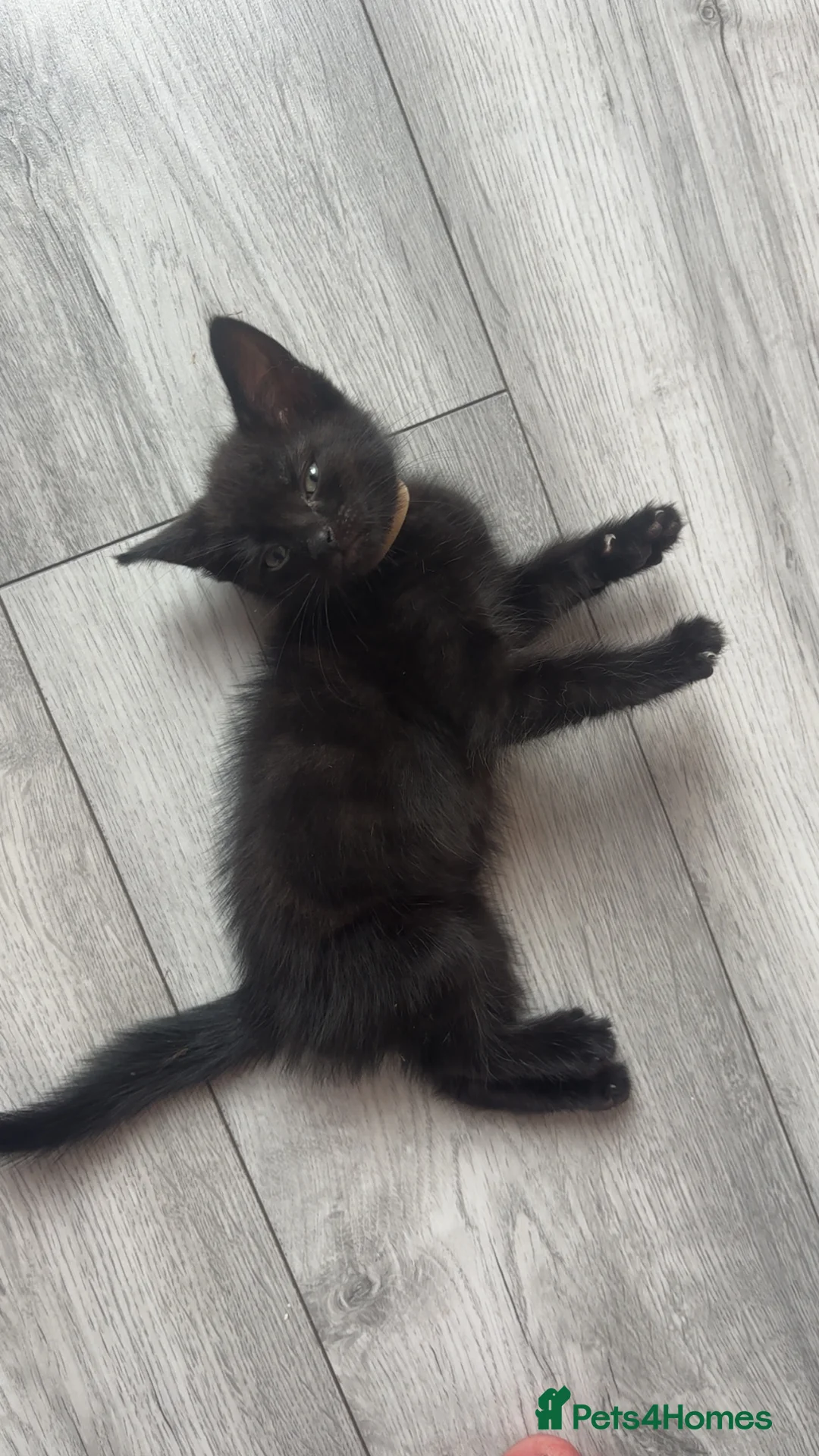 Domestic Shorthair cats for sale: Black female kitten remaining  - Advert 2