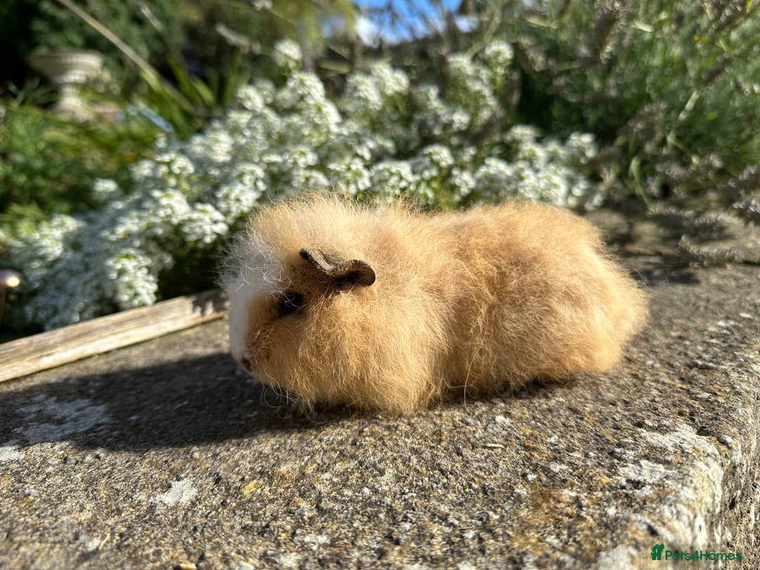 Guinea Pig rodents for sale: Gorgeous pure bred Swiss guinea pig sows - Image 6