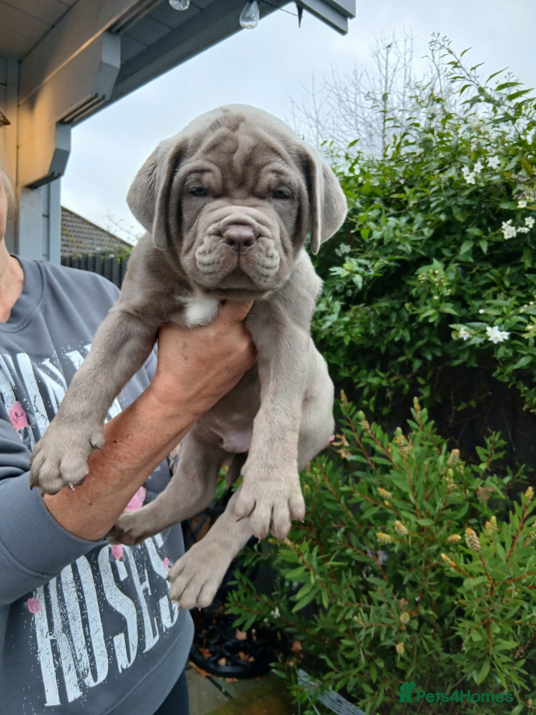 Mixed Breed dogs for sale: Banndogge puppies - Advert 6