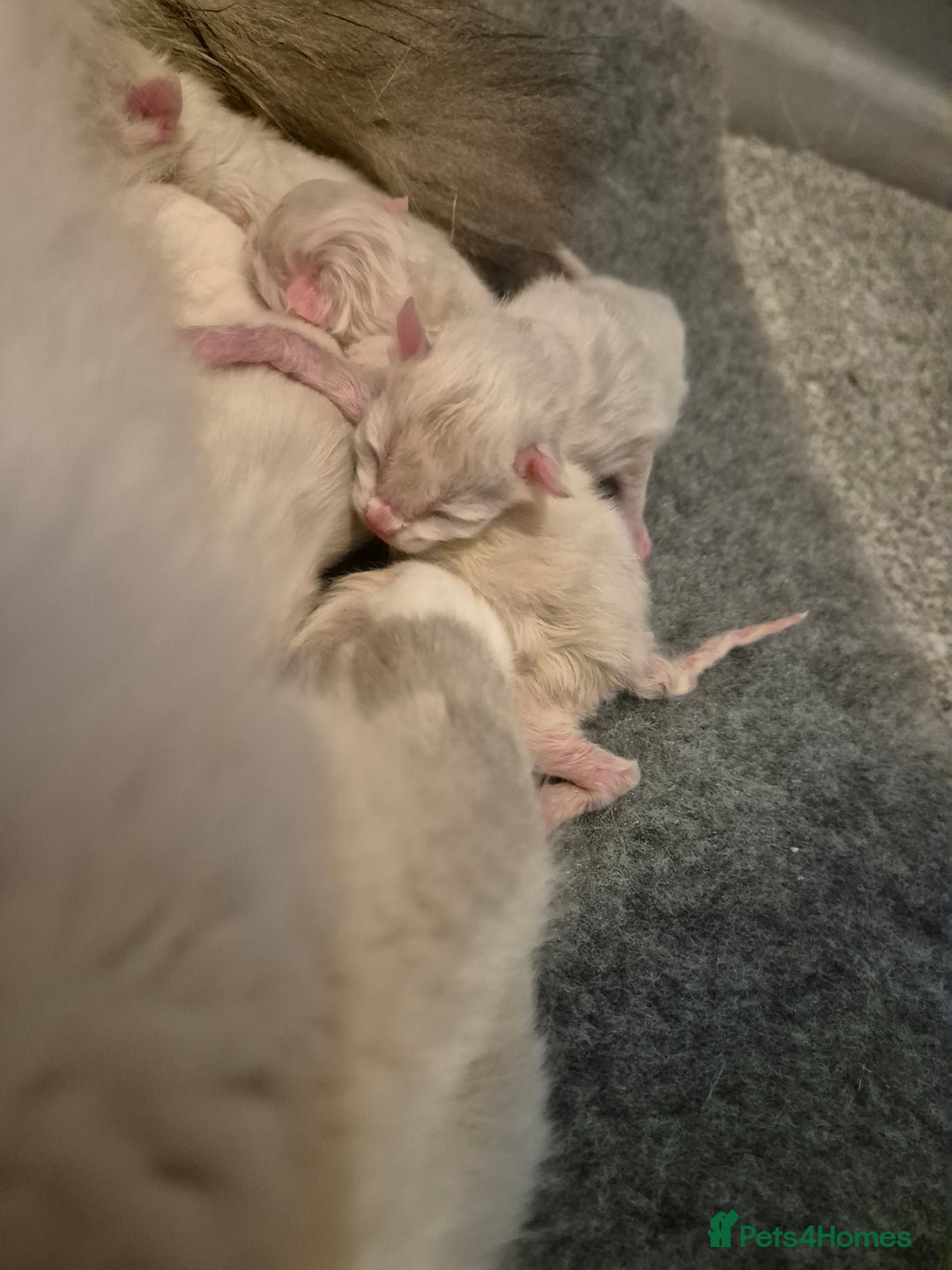 Ragdoll cats for sale: Ragdolls ready 10th January 26'💙 - Image 6