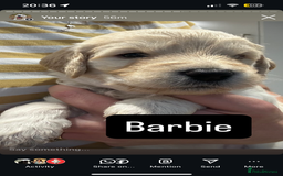Double Doodle dogs for sale: Double doodles born 24/07/25 1 boy & 4 girls left - Image 22