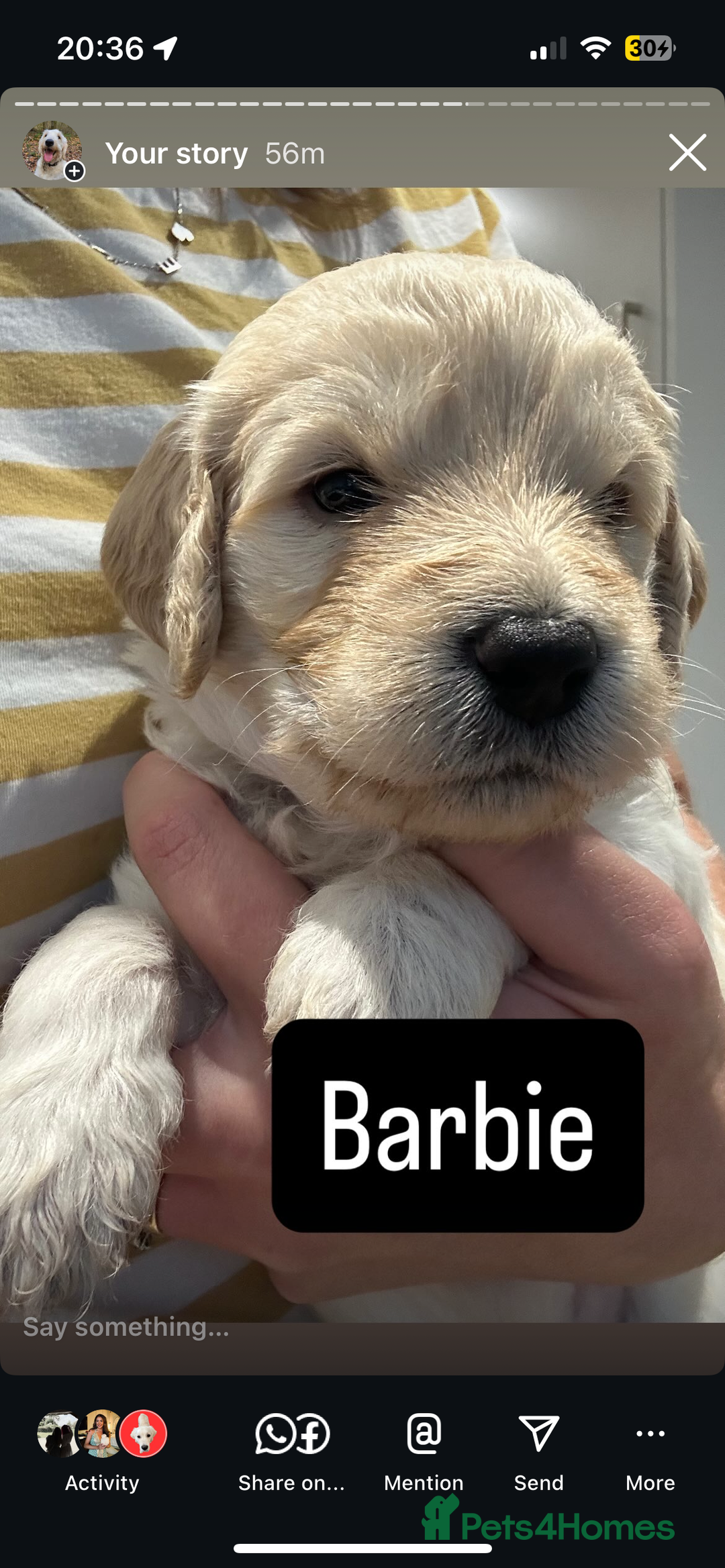 Double Doodle dogs for sale: Double doodles born 24/07/25 1 boy & 4 girls left - Image 22