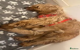 Cockapoo dogs for sale: 2 boys Cockapoo  - Image 3