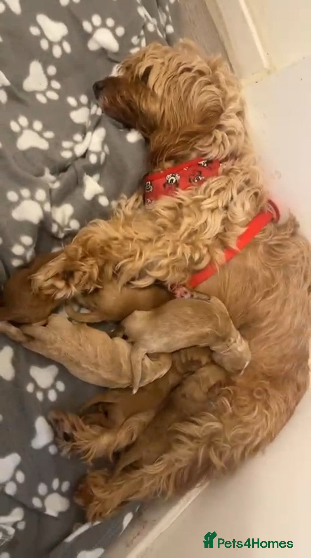 Cockapoo dogs for sale: 2 boys Cockapoo  - Image 3