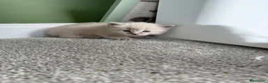 Ragdoll 1