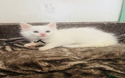 Maine Coon cats for sale: Stunning TICA registered Maine coon kittens  - Image 15