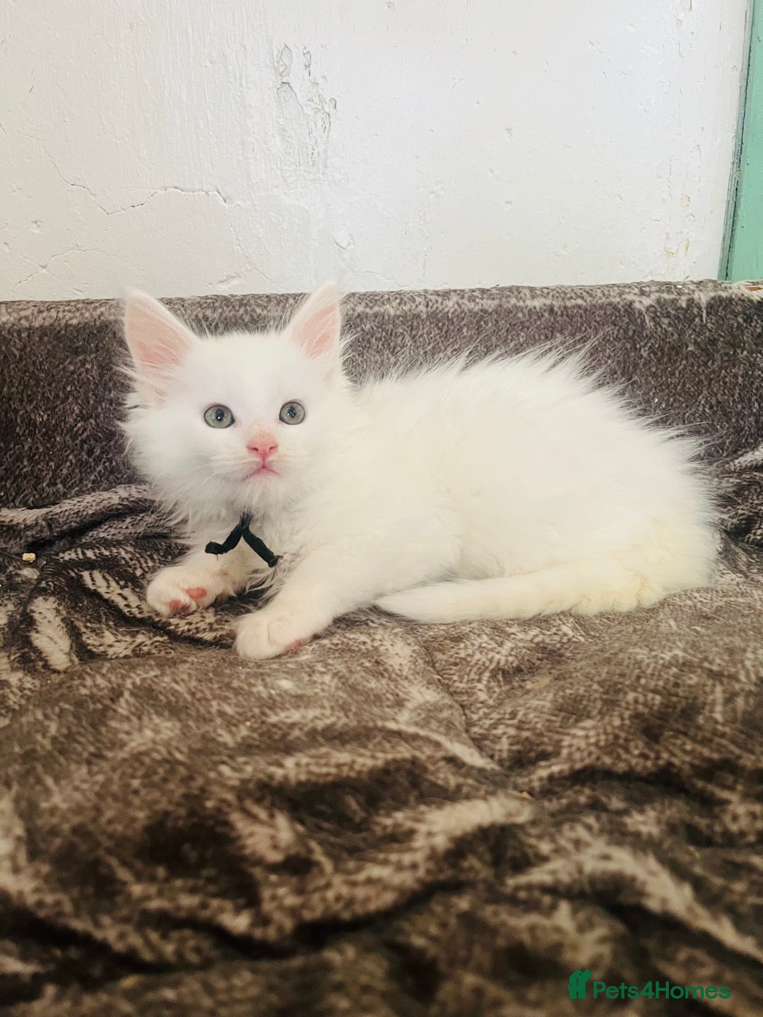Maine Coon cats for sale: Stunning TICA registered Maine coon kittens  - Image 15