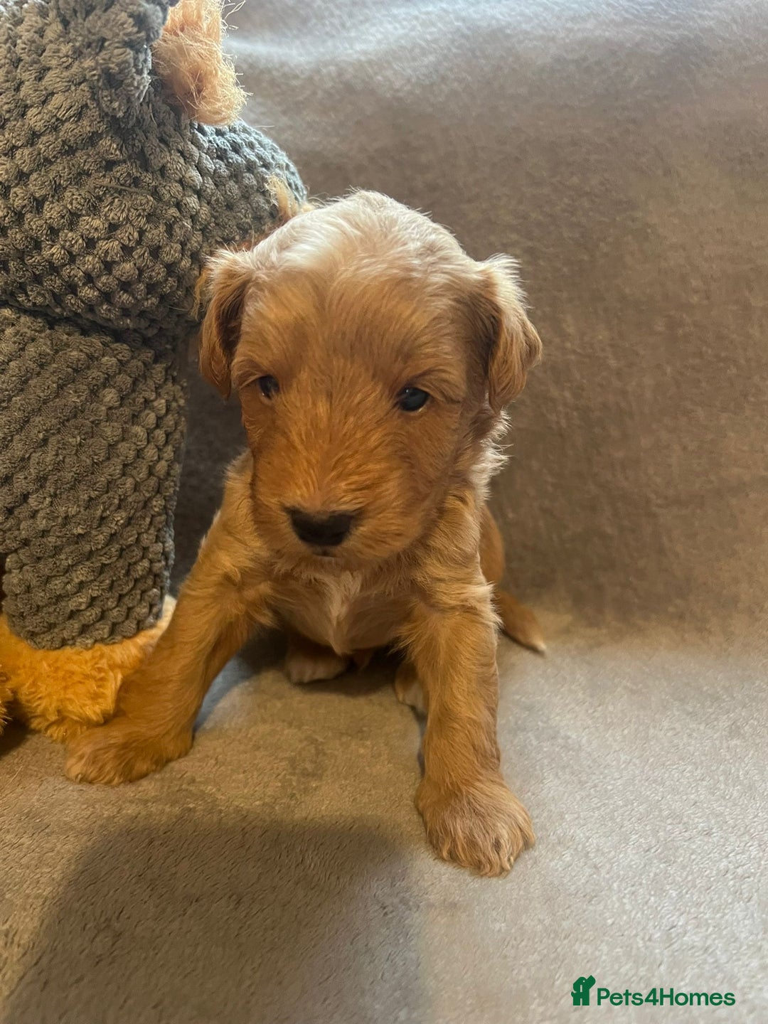 Schnoodle dogs for sale: American Toy Schnoodle Puppies *READY TO GO* - Advert 29