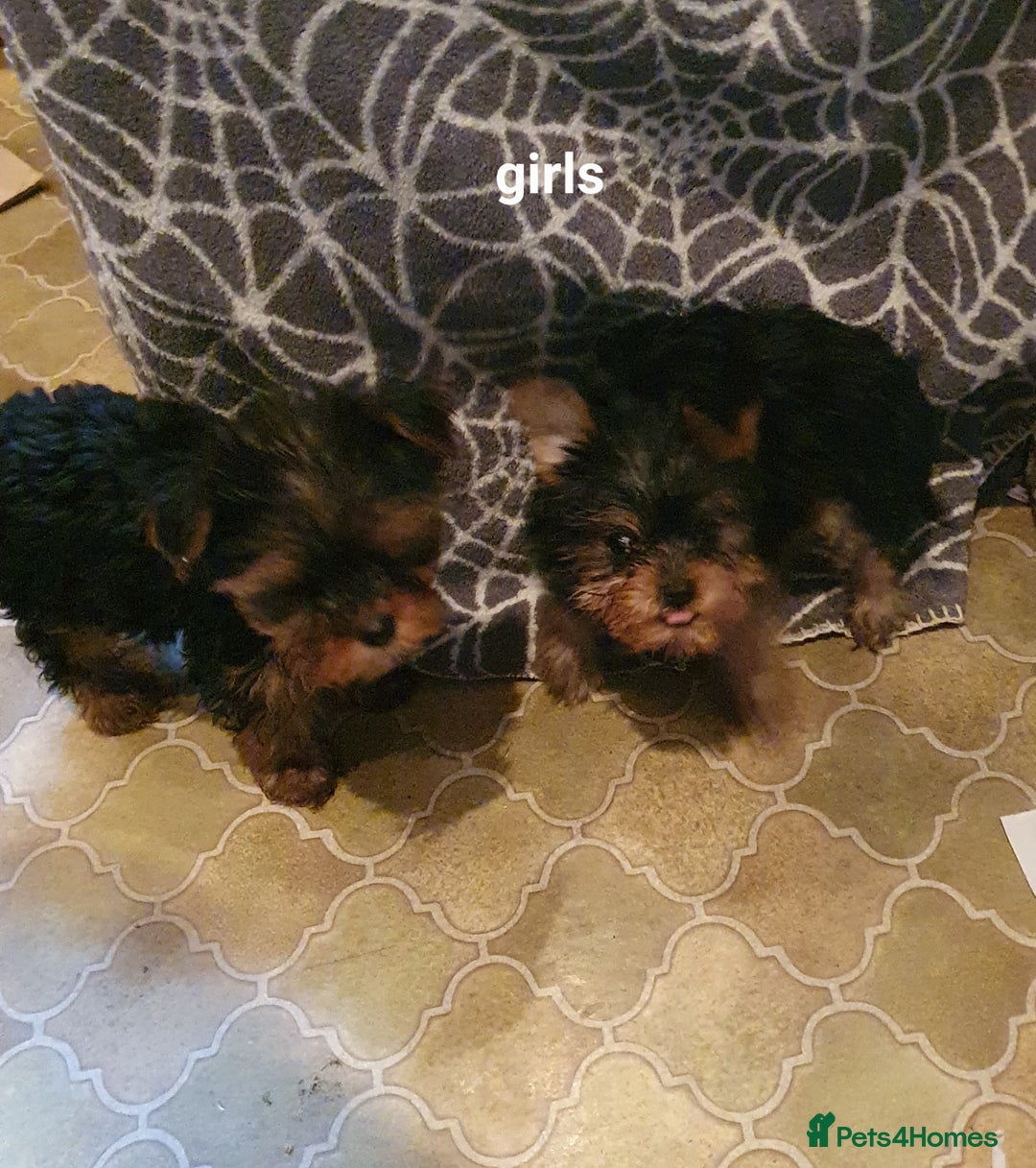 Yorkshire Terrier dogs for sale: Yorkshire terrier puppies 2 girls  - Advert 3