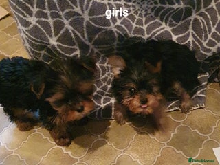 Yorkshire Terrier dogs Yorkshire terrier puppies 2 girls - Advert 3