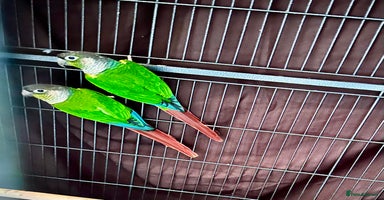 Conures birds Green-cheeked Conure  - Advert 12