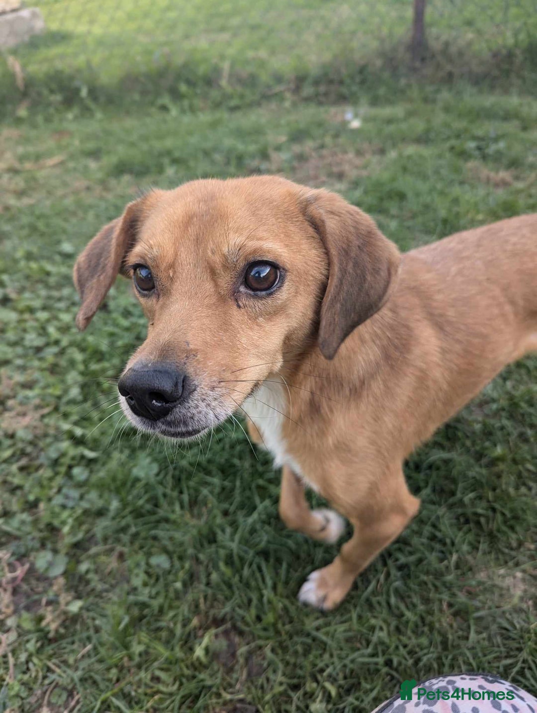 Mixed Breed dogs for adoption: Michael for adoption - Image 11