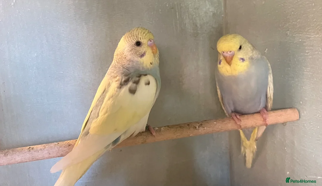 Budgerigars birds for sale: Baby budgies for sale - Advert 2