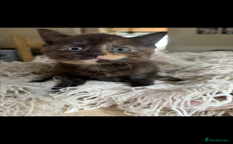Persian cats - Advert 2