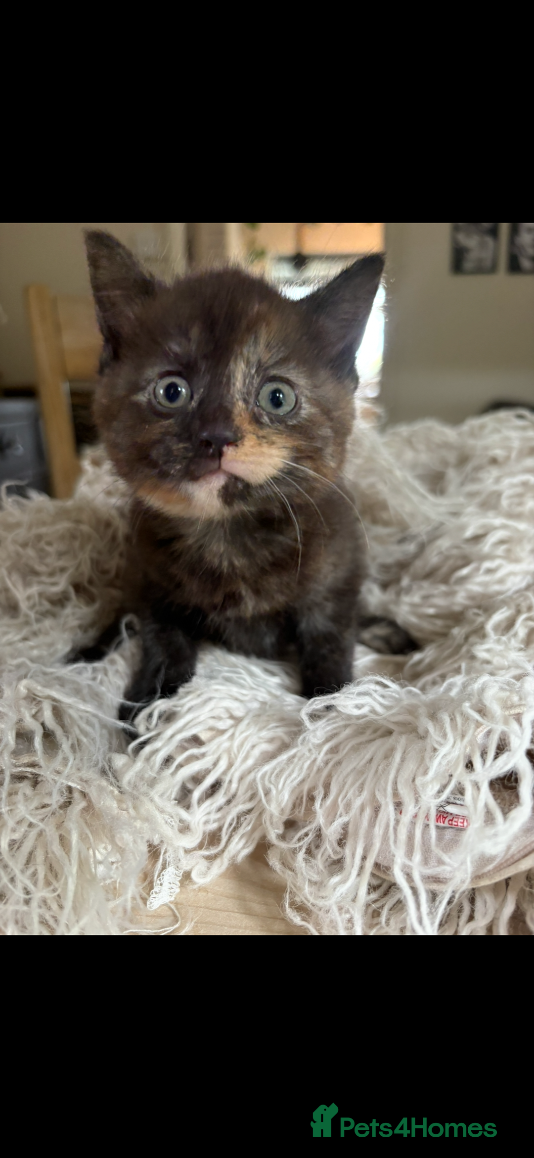 Persian cats for sale: Beautiful Persian x Tabby kitten! - Image 1