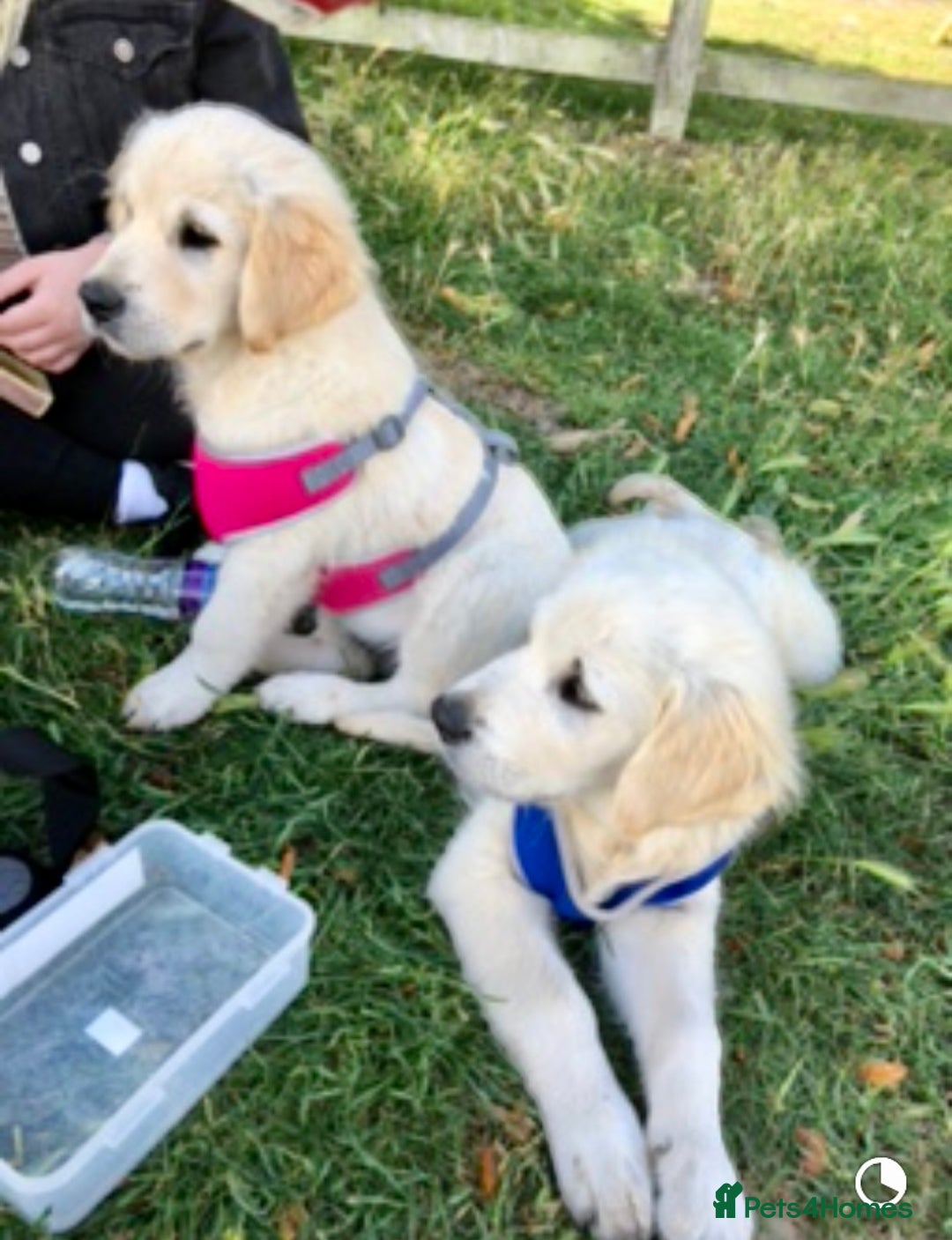 Golden Retriever dogs for sale: Beautiful and fluffy Golden Retriever puppies - Advert 24