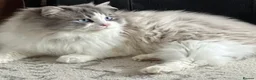 Ragdoll cats for sale: Beautiful ragdoll kittens for sale  - Advert 13