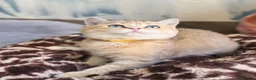 British Shorthair cats for sale: British shorthair beautiful golden kittens  - Advert 11
