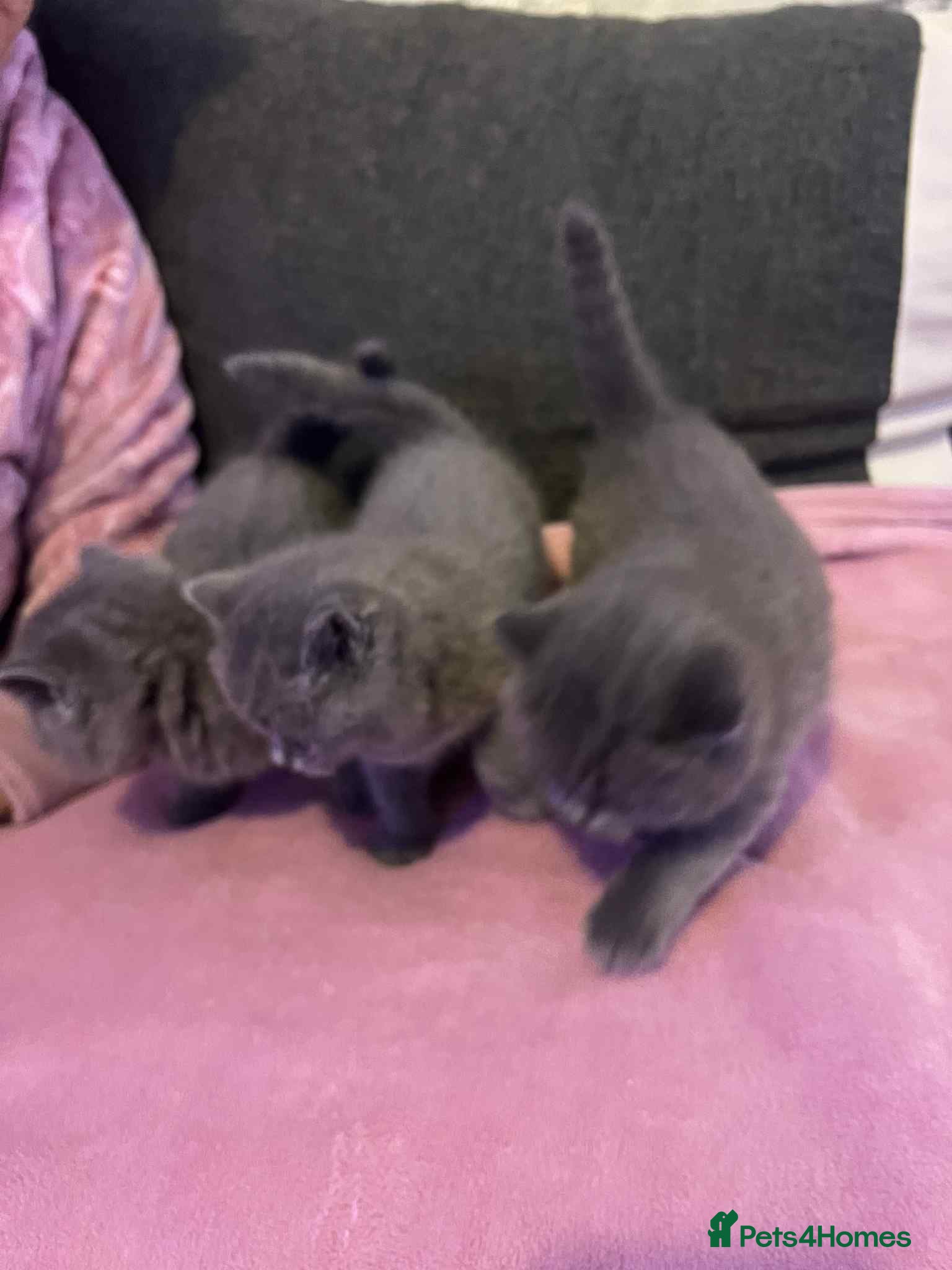 British Shorthair cats 3 Adorable BRITISH SHORTHAIR!!!!  - Advert 8