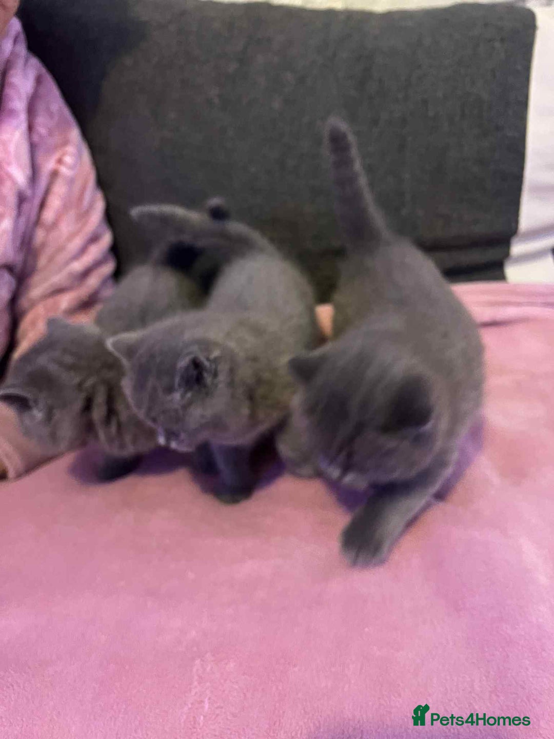 British Shorthair cats for sale: 3 Adorable BRITISH SHORTHAIR!!!!  - Advert 1