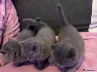 British Shorthair cats 3 Adorable BRITISH SHORTHAIR!!!! - Advert 3