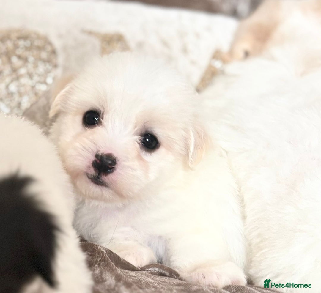 Coton De Tulear dogs for sale: Coton de Tulear puppies  - Image 9