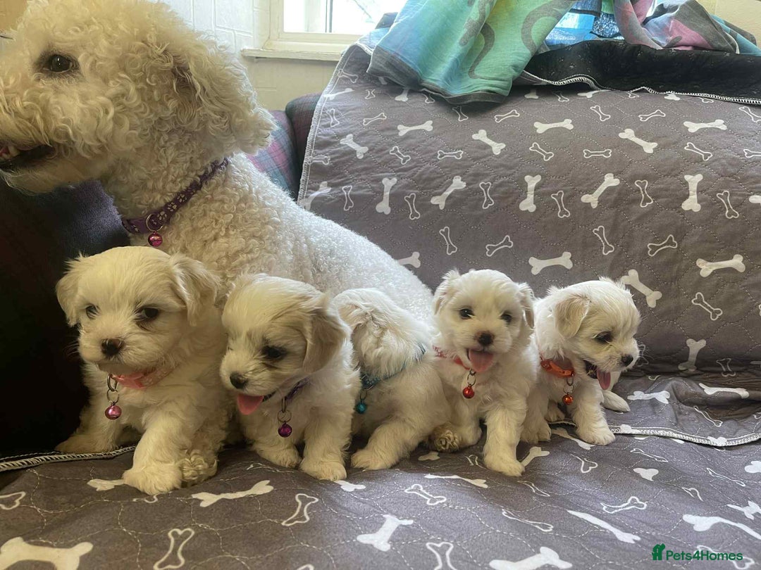 Bichon Frise dogs for sale: Bichon Frise  - Image 21