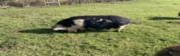 Pig livestock for sale: Three Much-Loved Kunekune Pigs Seeking a New Home - Advert 6