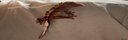 Gecko reptiles for sale: Crested gecko- includes setup - Advert 1