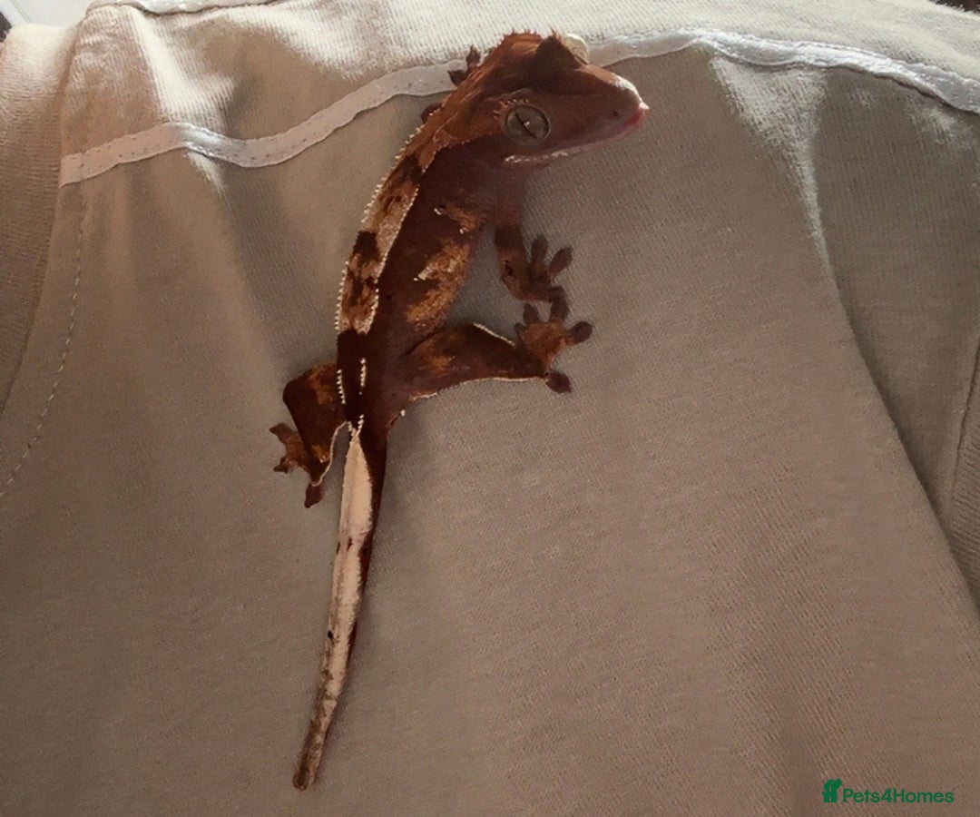 Gecko reptiles for sale: Crested gecko- includes setup - Advert 1