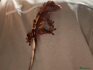 Gecko reptiles Crested gecko- includes setup - Advert 2