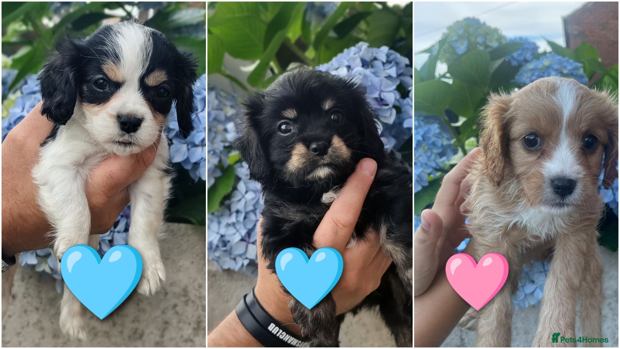 Mixed Breed dogs Beautiful Cavalier Mix Breed pups - Advert 1