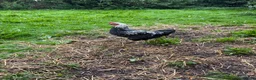 Chickens poultry for sale: 2 cockerels for sale - Advert 2