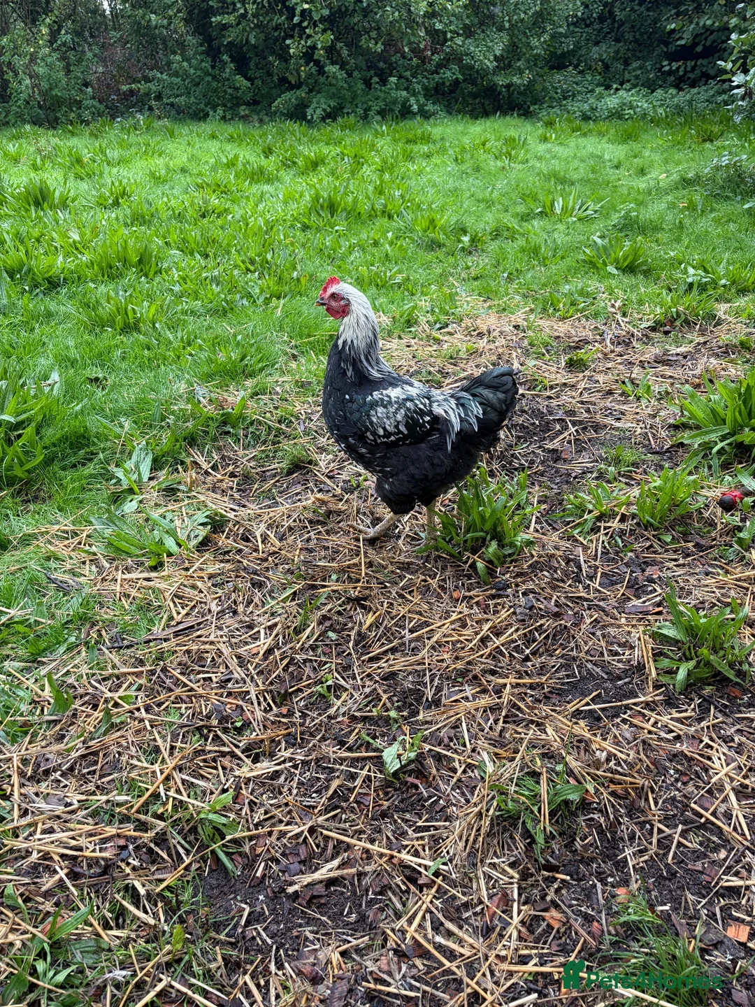 Chickens poultry for sale: 2 cockerels for sale - Advert 2