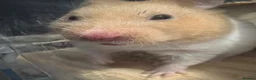 Hamster rodents for sale: Female syrian hamster in Dunfermline - Advert 5