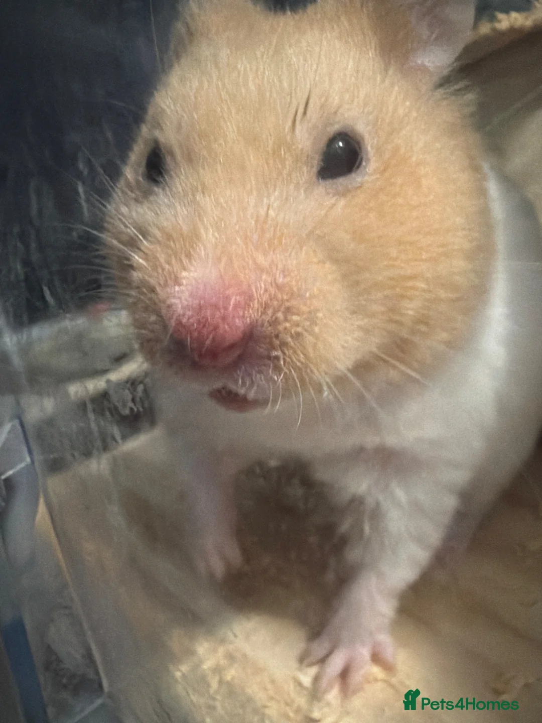 Hamster rodents for sale: Female syrian hamster in Dunfermline - Advert 5