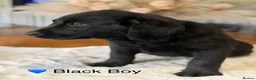 Labrador Retriever dogs for sale: Exceptionally health tested Kc reg Labrador pups - Advert 11