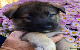 Mixed Breed dogs for sale: READY NOW! Caucasian Shepherd x Siberian Husky - Image 9