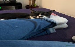 British Shorthair cats for sale: Juno and Minnie - Image 19
